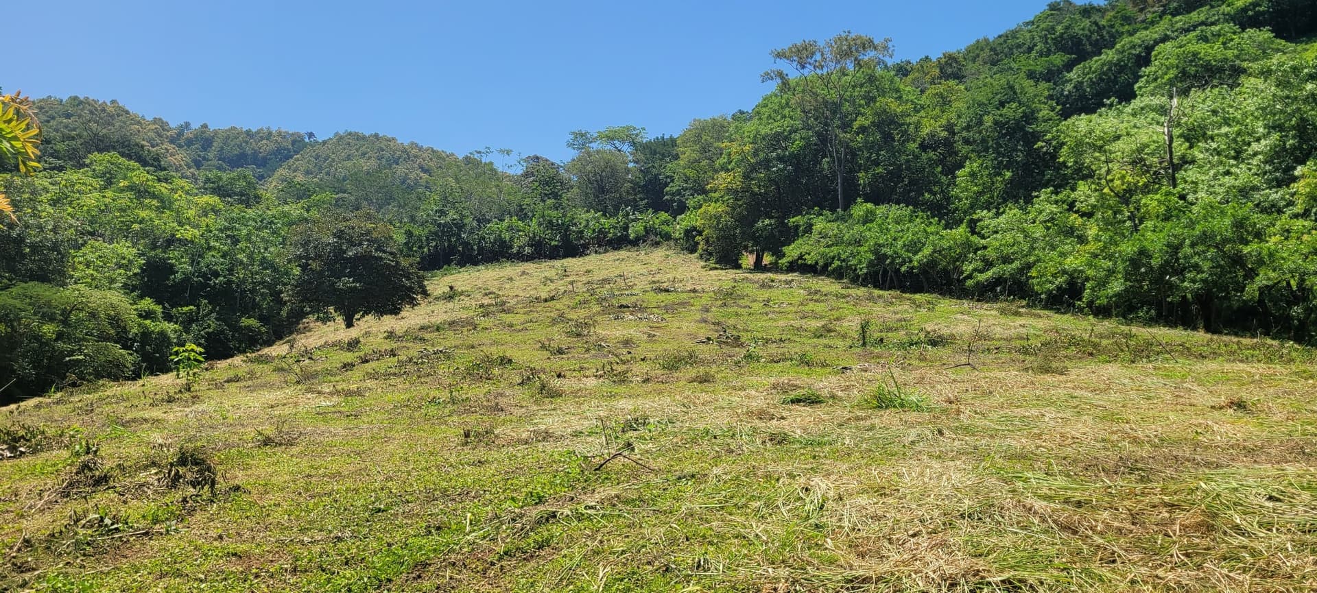 Terrain en pente de la ferme de cocotiers terrain avec une légère pente et de la végétation coconut farm costa rica