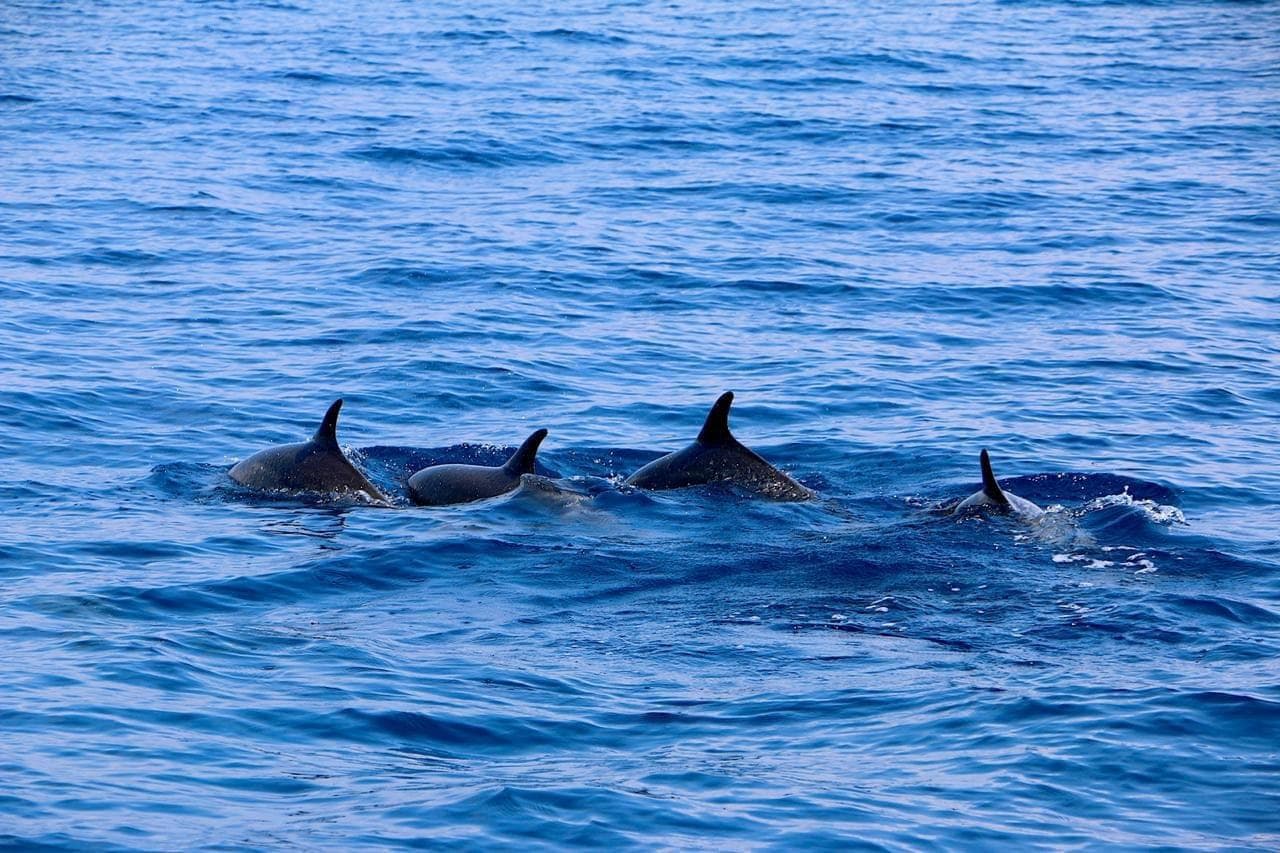 Excursion d’observation des dauphins Samara Costa Rica dauphins nageant dans l'océan Pacifique près de Samara, Costa Rica, visite