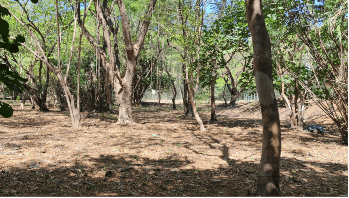 Lot 2 Samara Arbres matures parcelle lot 2 samara flat avec arbres matures