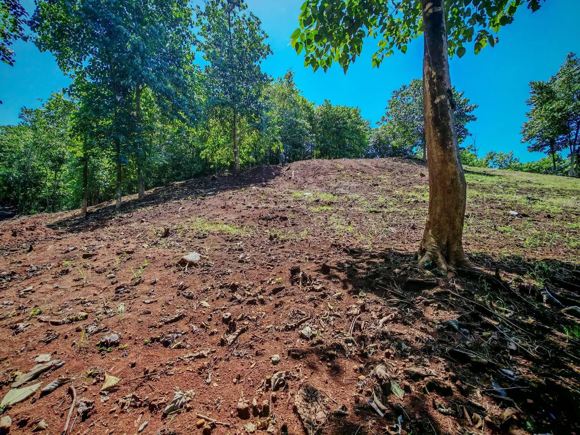 Zone boisée terrain avec des arbres et de l’ombre, lot de Rio Lajas