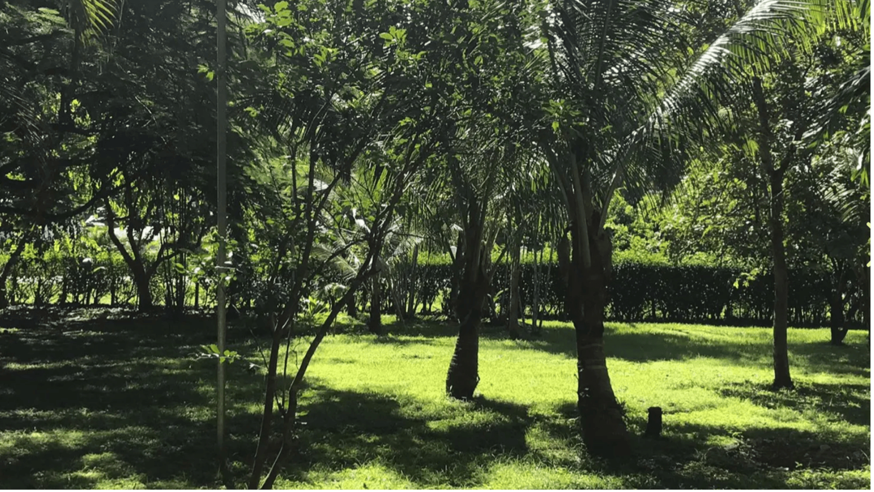 Lote Carrillo Zone verte ombragée zone verte ombragée lote carrillo puerto carrillo
