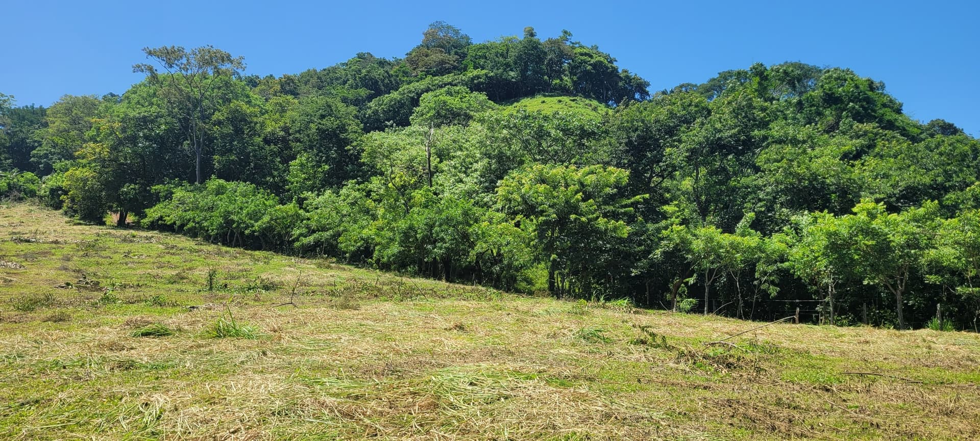 Terrain ouvert de la Coconut Farm avec vue terrain ouvert avec végétation basse coconut farm samara guanacaste