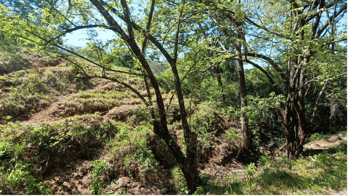 Zone naturelle arborée de Finca Maquenco zone naturelle arborée finca maquenco