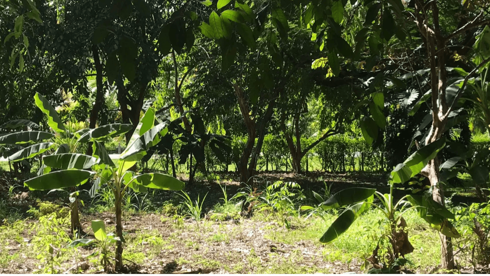 Lote Carrillo Végétation tropicale végétation tropicale lot Carrillo lot commercial