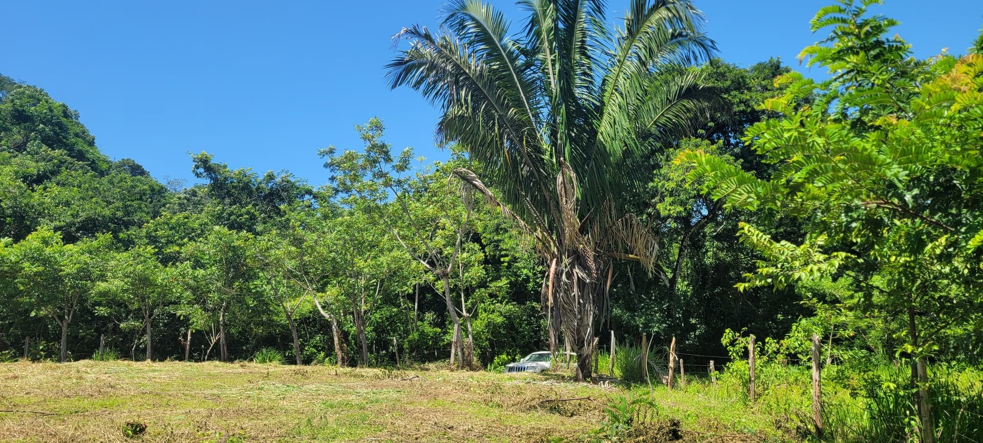 Zone arborée de la ferme de cocotiers grands arbres à l’intérieur du terrain coconut farm zone verte samara