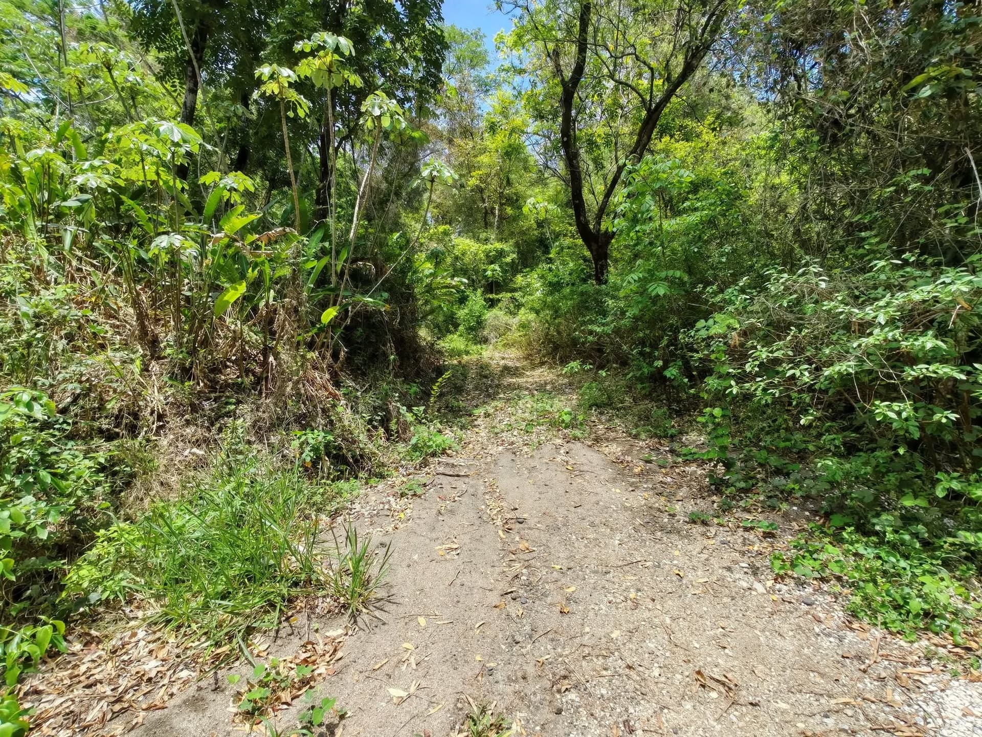 Sentier d’accès naturel chemin d’accès naturel à l’intérieur de la propriété tropicale