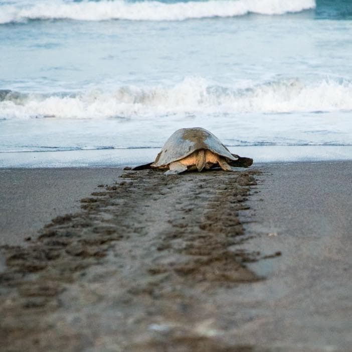 Nid de tortues Plage de Samara Costa Rica expérience d’éco-tour sur la nidification des tortues marines sur la plage de Sámara, Costa Rica
