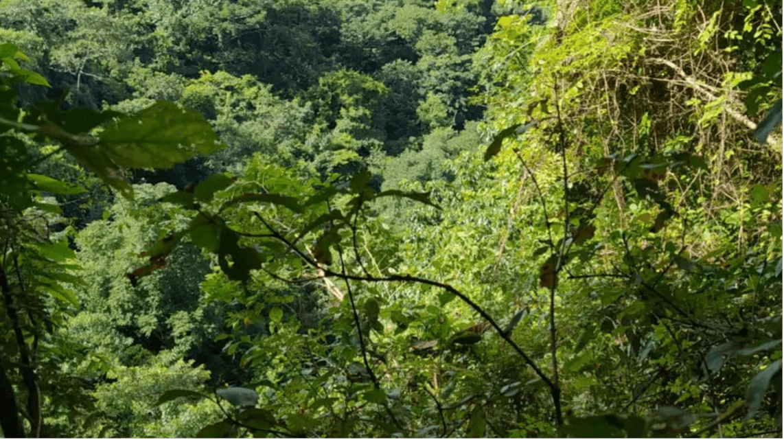 Finca Paraiso Verde Forêt tropicale verdoyante finca paradis vert de forêt tropicale, Costa Rica