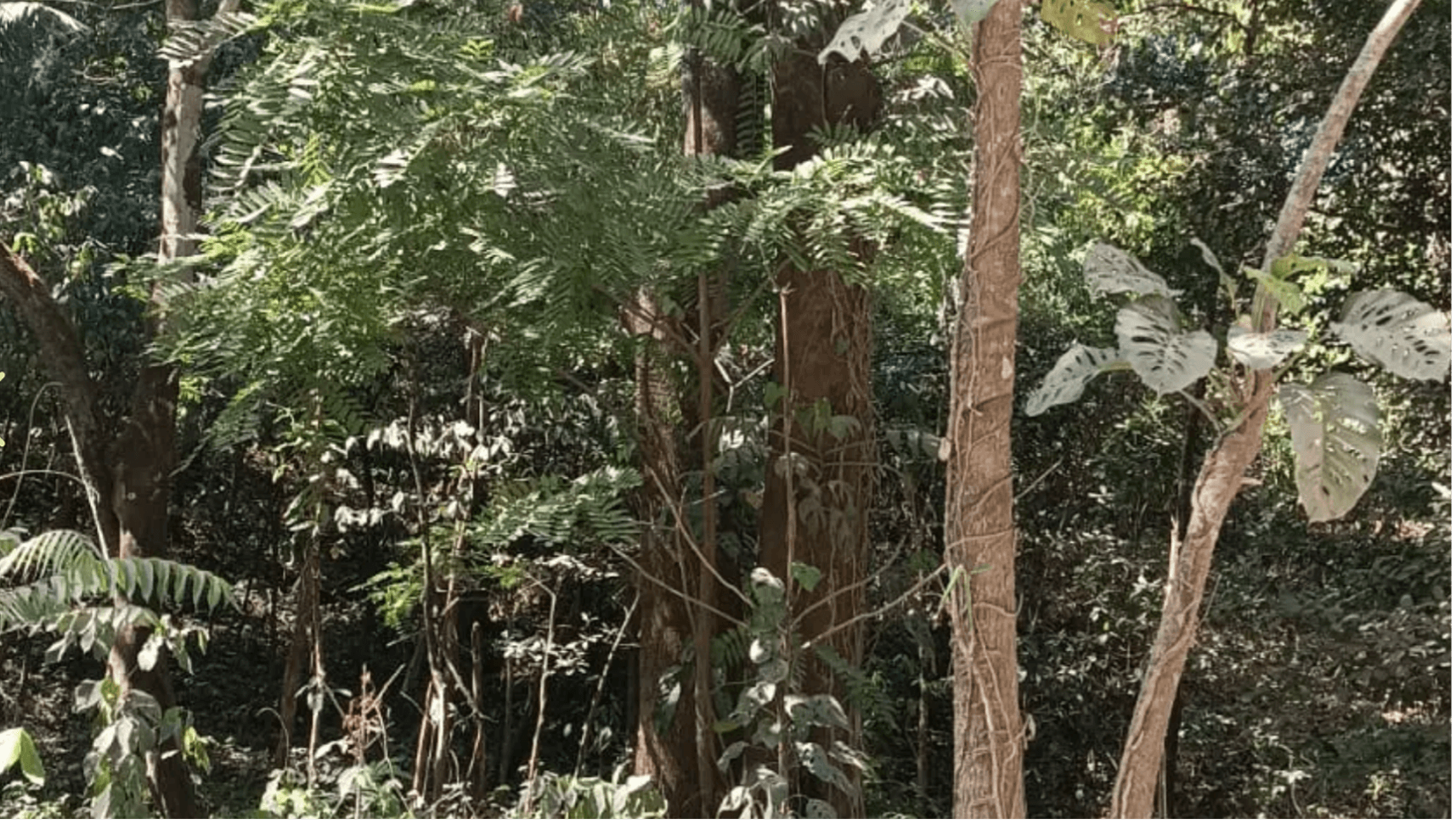 Lote El Bosque Arbres de la jungle arbres de jungle lote el bosque samara land