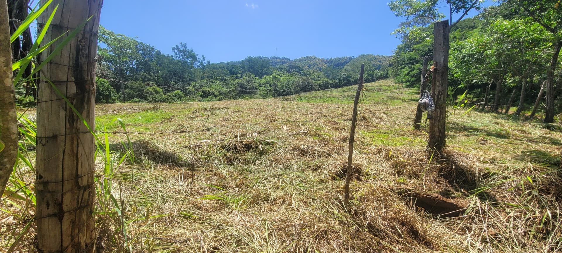 Terrain agricole de cocotiers avec vue de face terrain Coconut Farm vue frontale avec poteaux et accès, Samara, Costa Rica