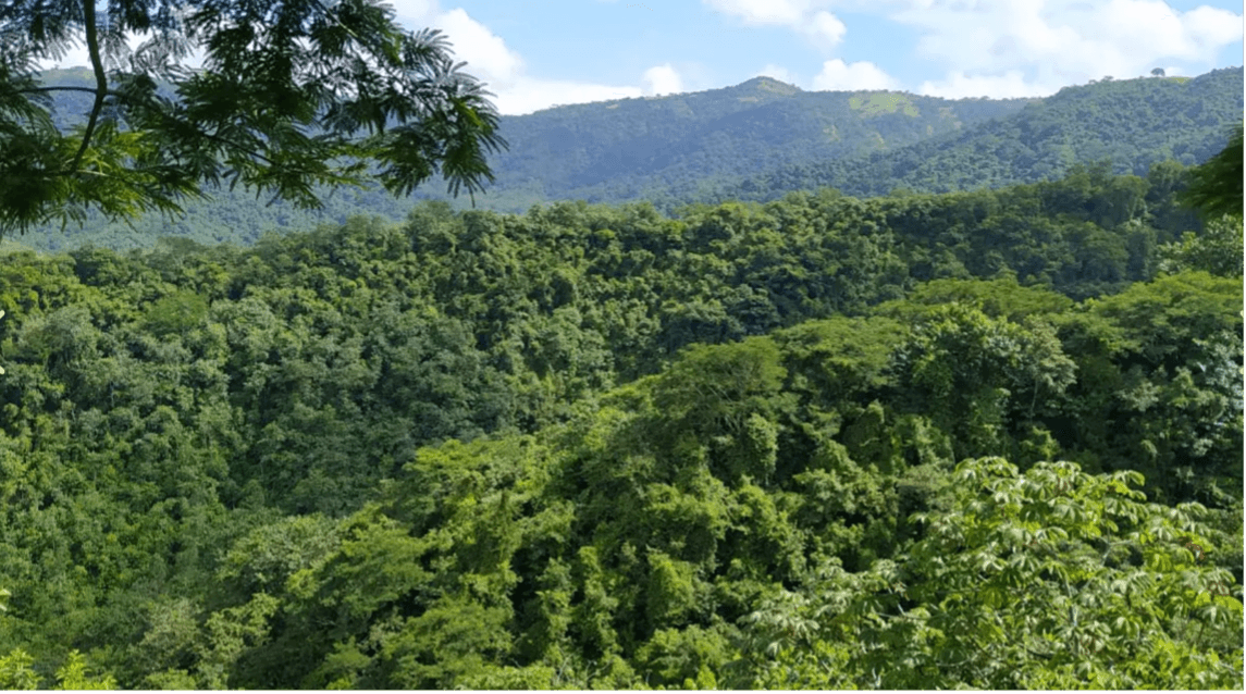 Finca Paraiso Verde Vue sur la jungle et les montagnes finca paradis vert jungle vue sur la montagne