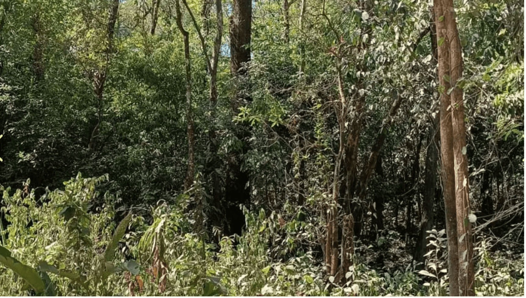 Lote El Bosque Zone forestière privée zone forestiere privee lote el bosque costa rica